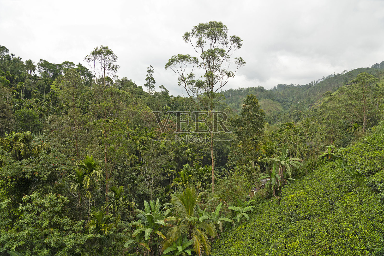努瓦拉埃利亚，斯里兰卡的绿色茶园照片摄影图片