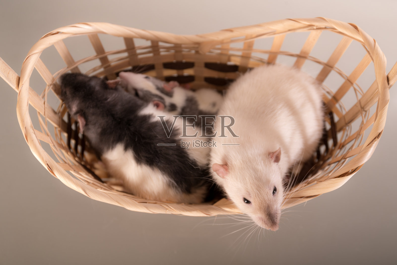 篮子里的家鼠照片摄影图片