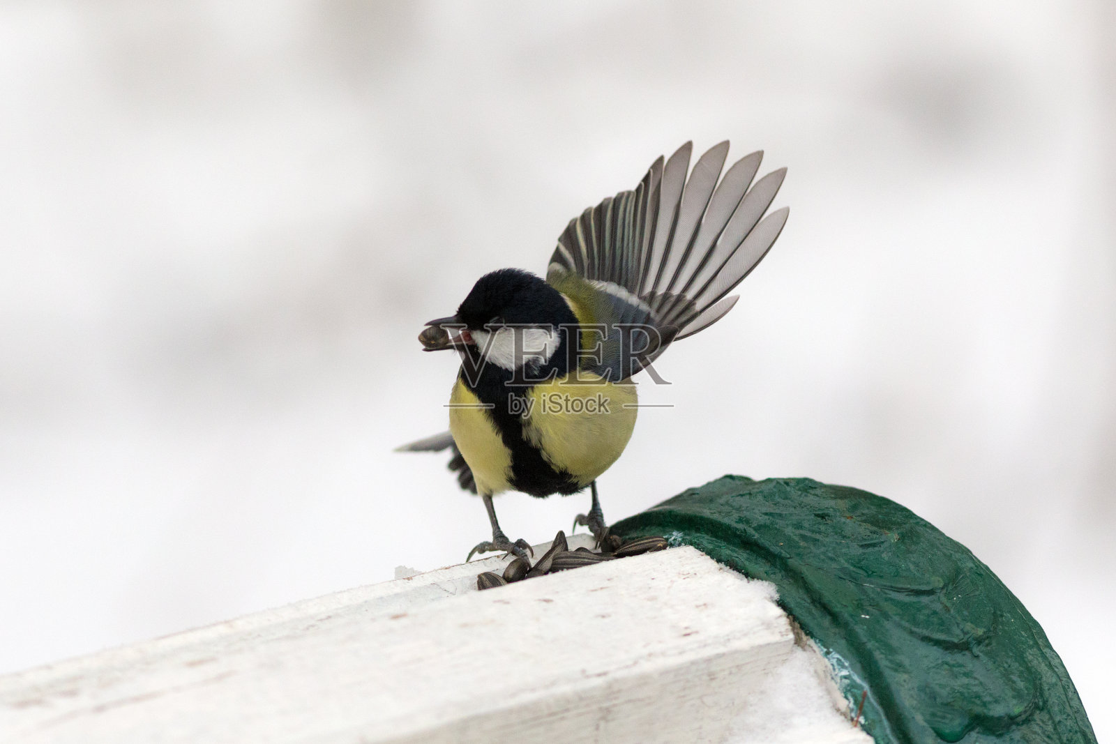 山雀坐在长凳上照片摄影图片