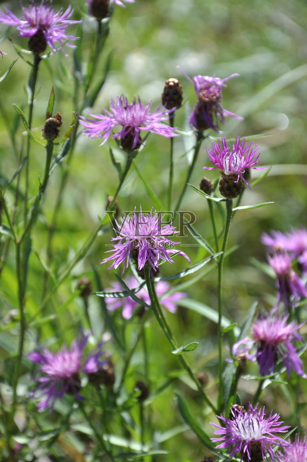 矢车菊在草地上开花照片摄影图片