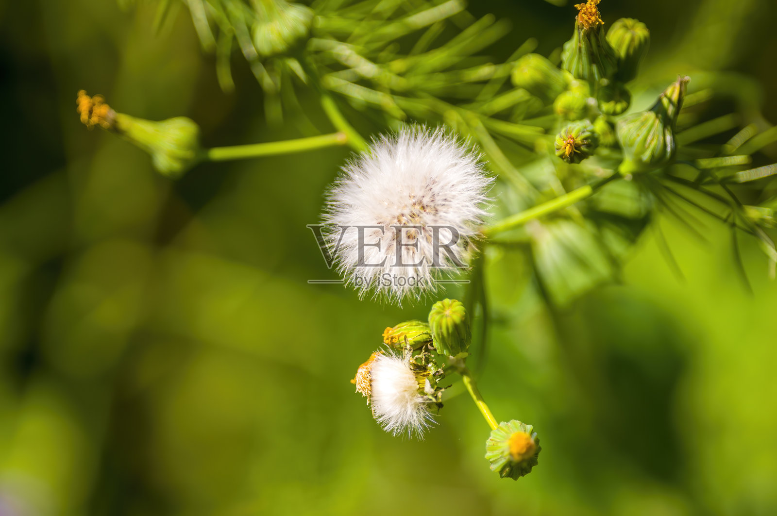 草地上枯萎的蓟花照片摄影图片