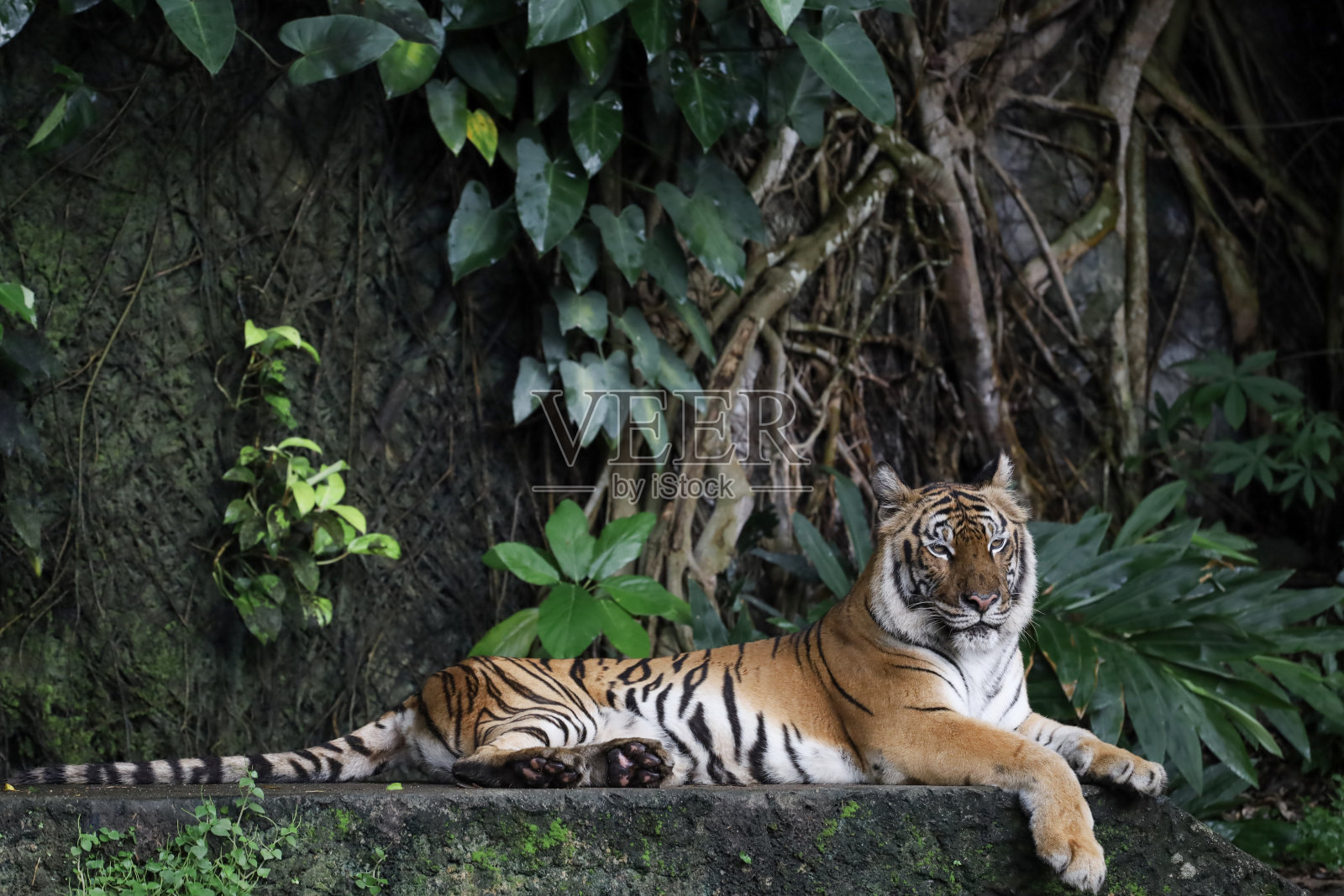 印度支那虎是一种美丽的动物，在森林中很危险照片摄影图片