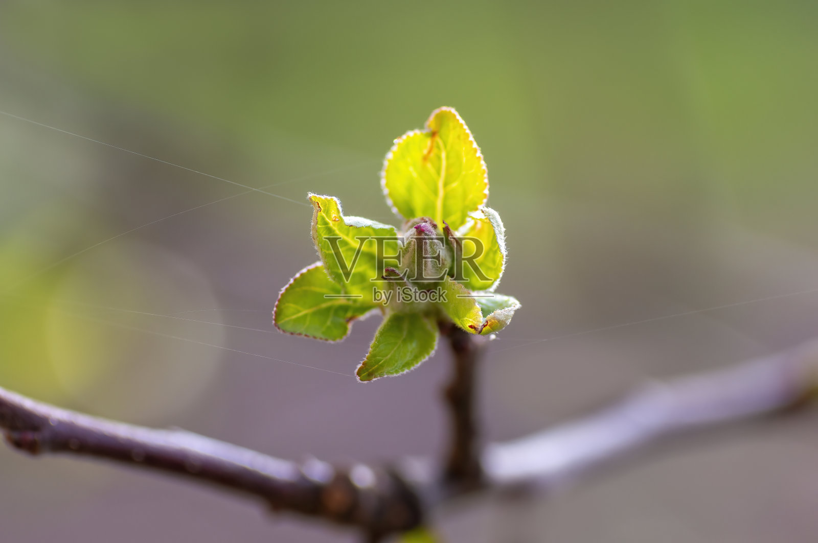 苹果枝上的新鲜嫩芽照片摄影图片