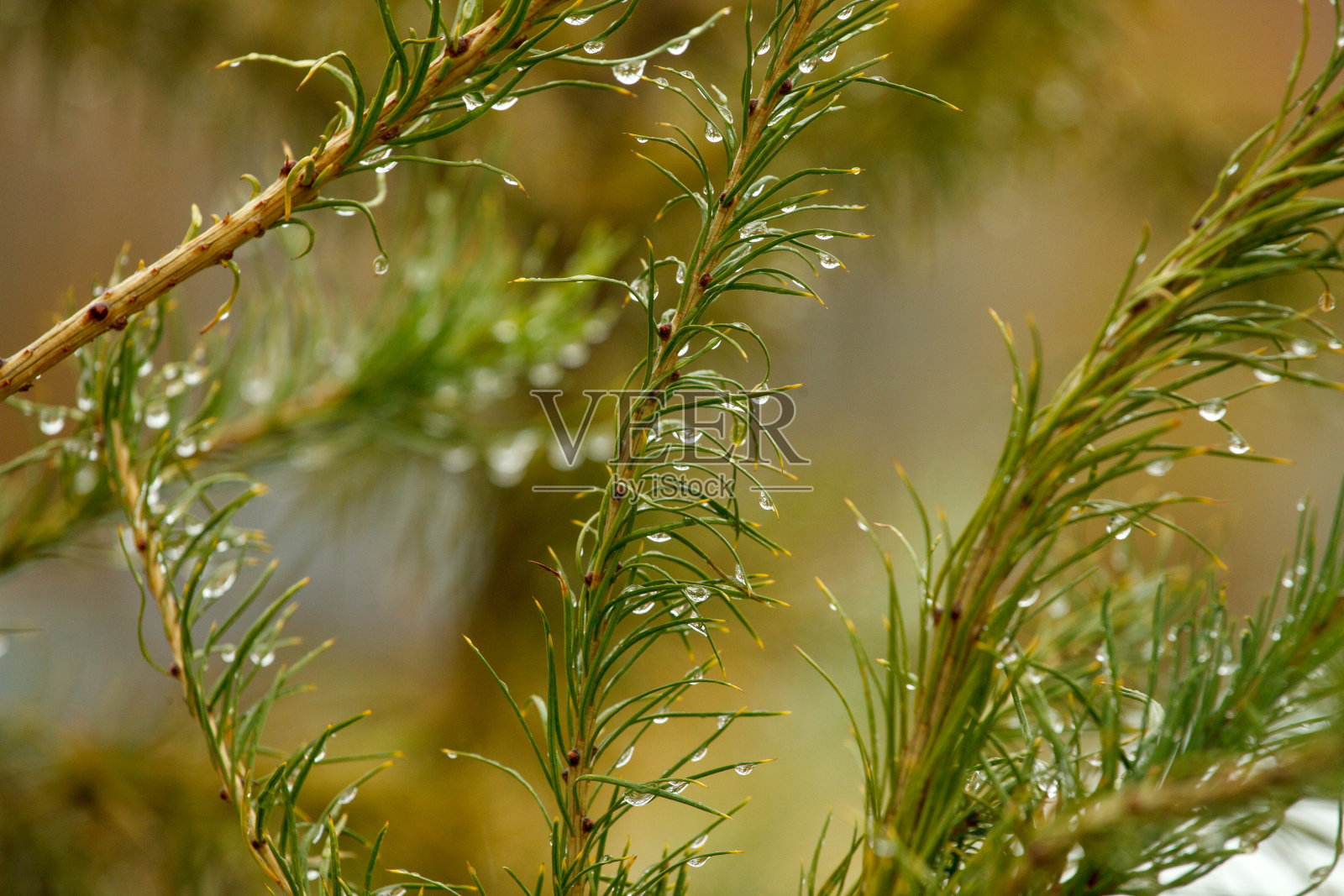 秋天的雨滴花园树木的细节。雨后概念，压抑，孤独的心情，清澈，通风，干净，简约的设计照片摄影图片