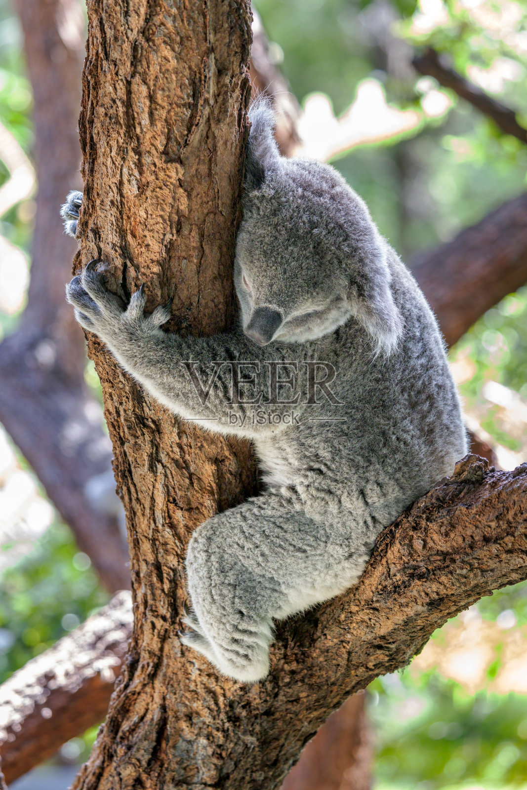 考拉持有照片摄影图片