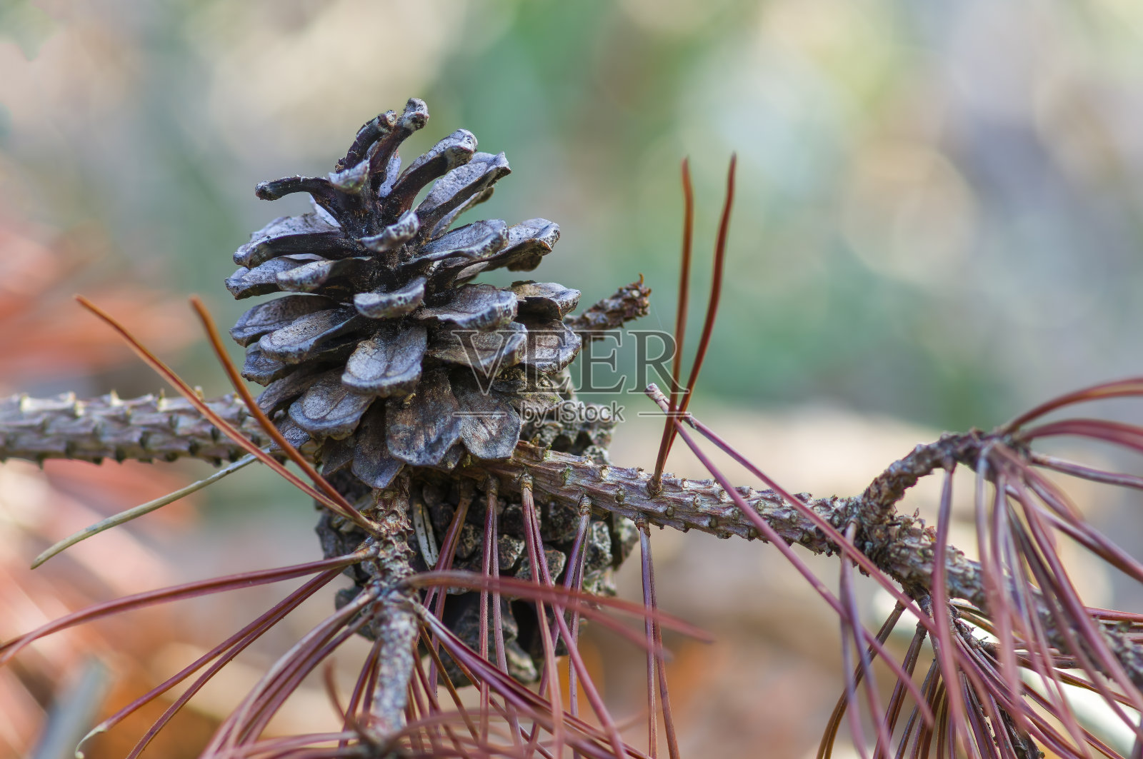 冬季森林中有棕色球果的树枝照片摄影图片