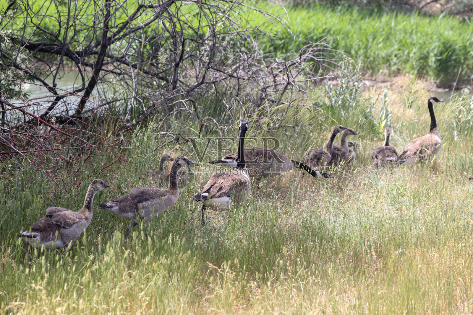 家族的鹅照片摄影图片