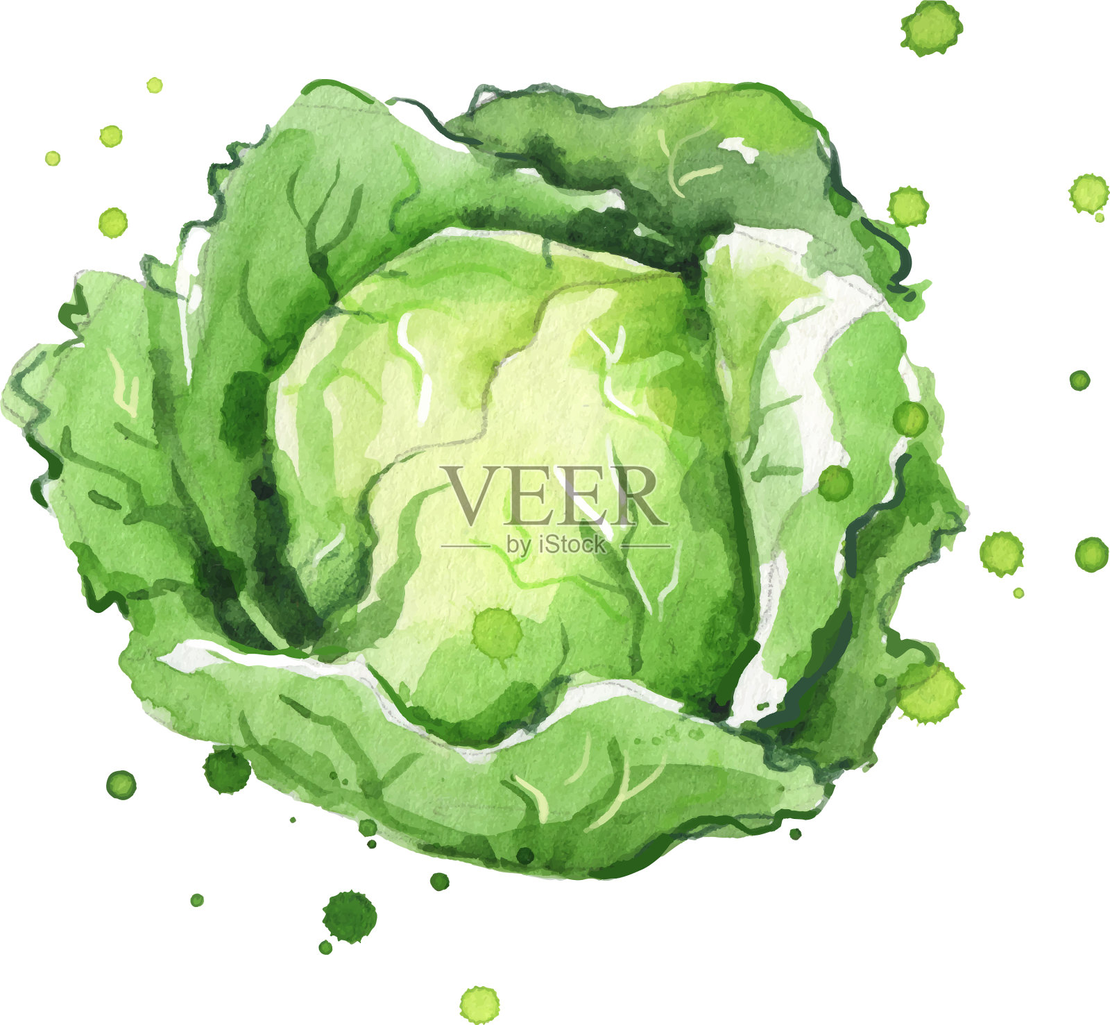 卷心菜水彩插画图片素材