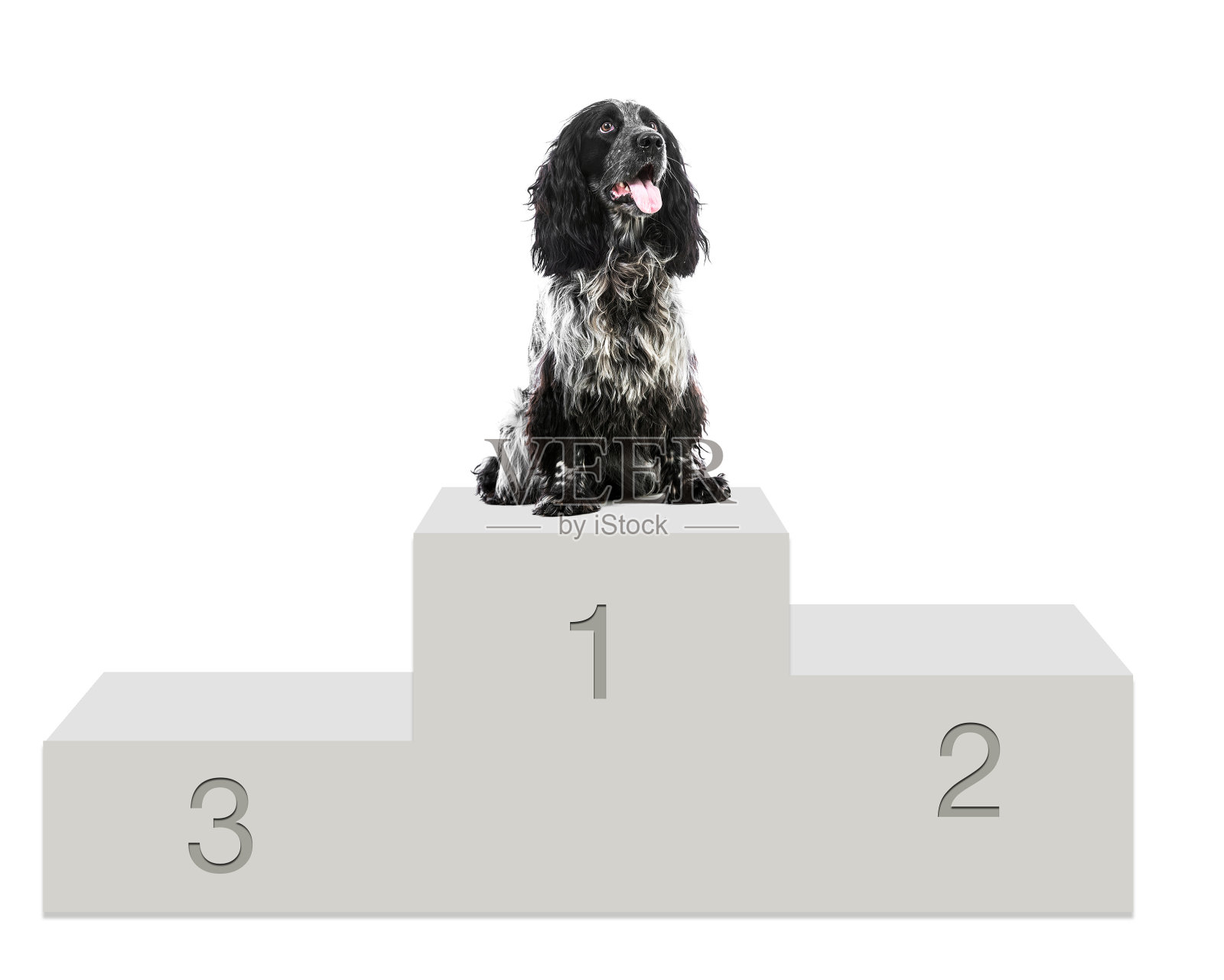 可爱的毛茸茸的白黑狗孤独地坐着照片摄影图片