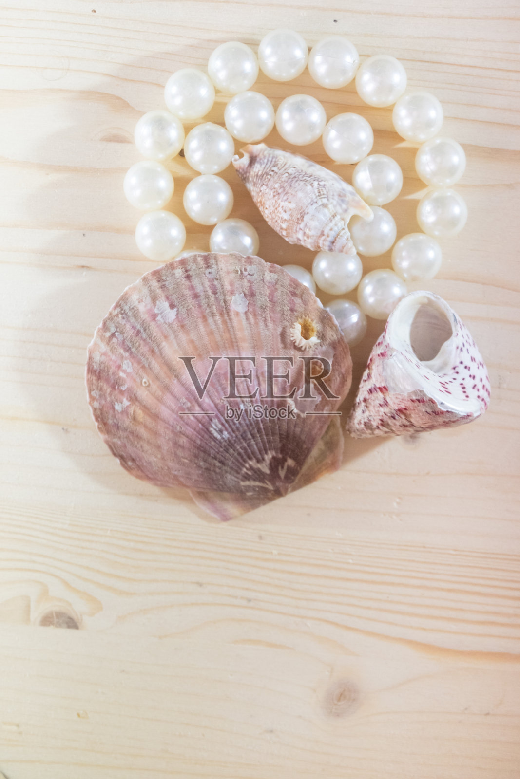 贝壳照片摄影图片