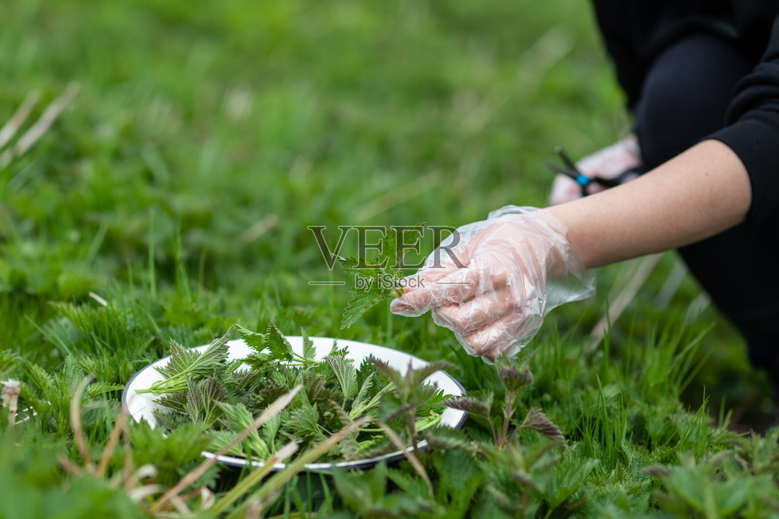 在草地上采摘春天的野荨麻。照片摄影图片