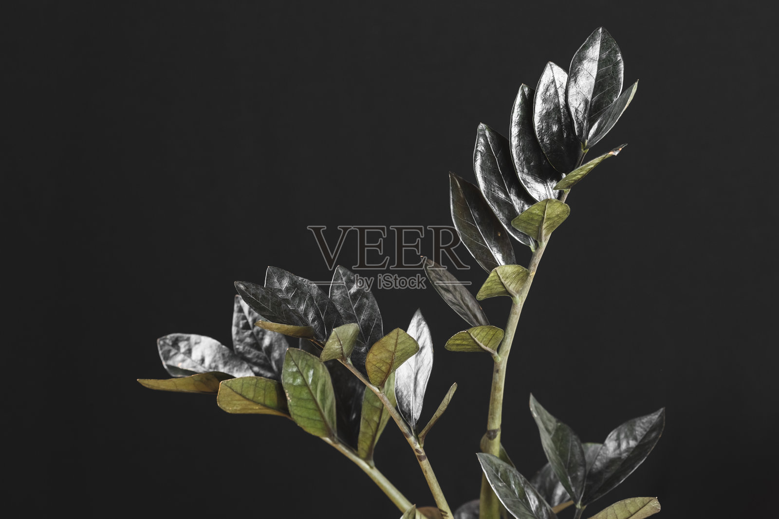 泽米叶鸦属植物的黑色叶子照片摄影图片