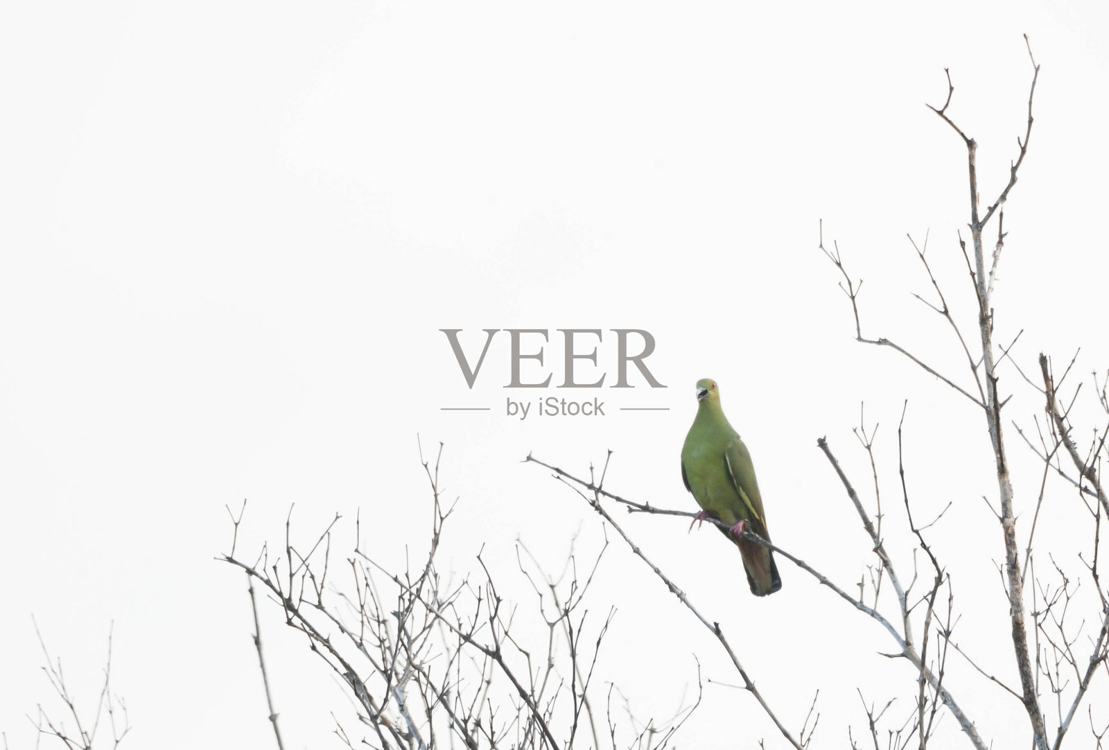 绿色的鸽子照片摄影图片