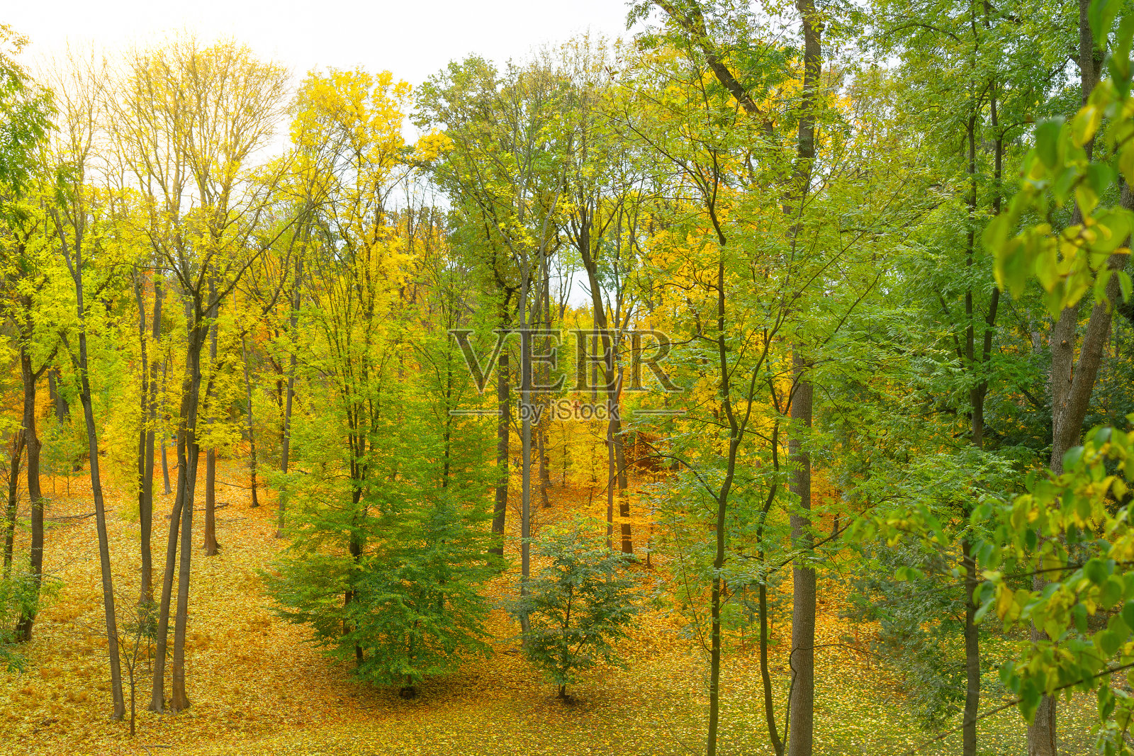 秋天的森林与黄色的树木风景如画照片摄影图片