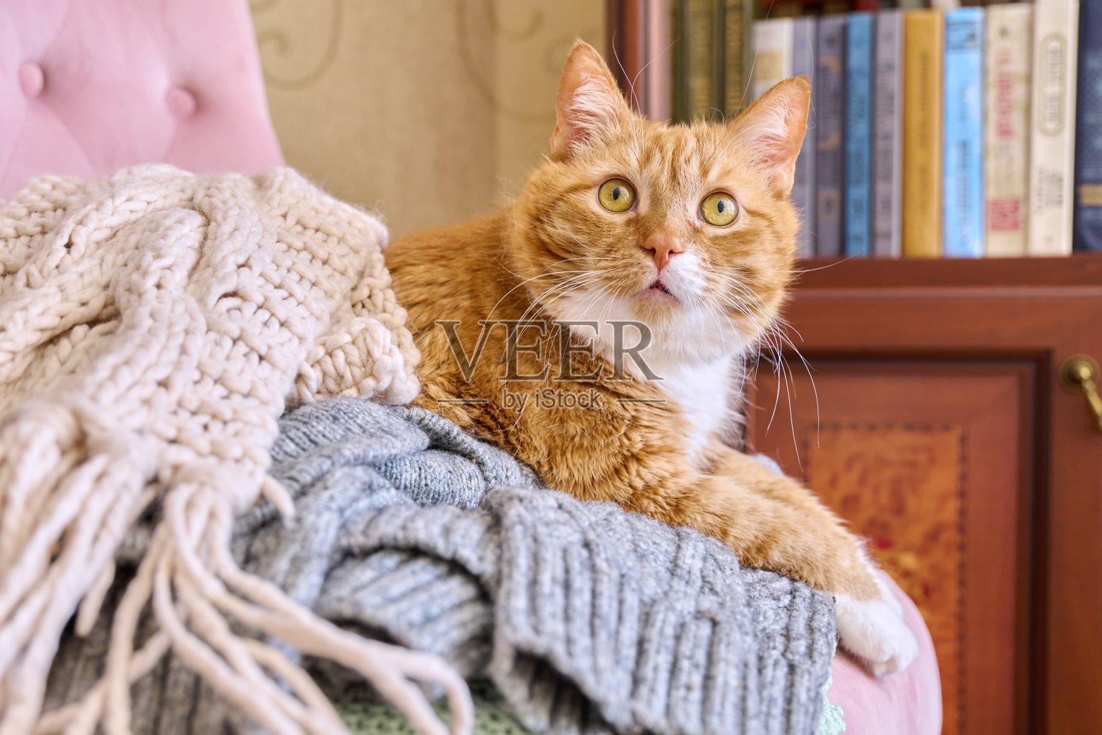 大红猫躺在扶手椅上，拿着冬天温暖的针织用品照片摄影图片
