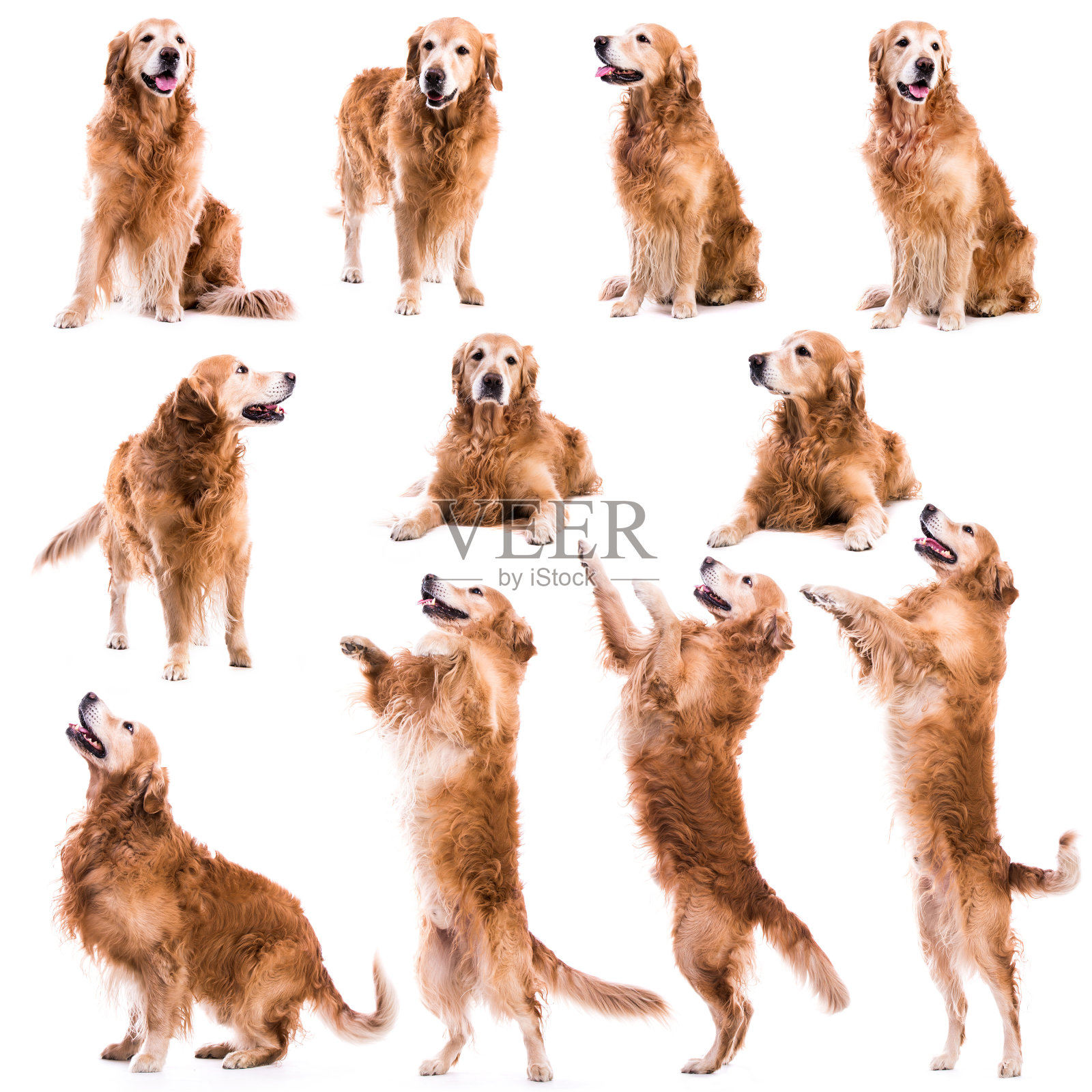 金毛猎犬照片摄影图片