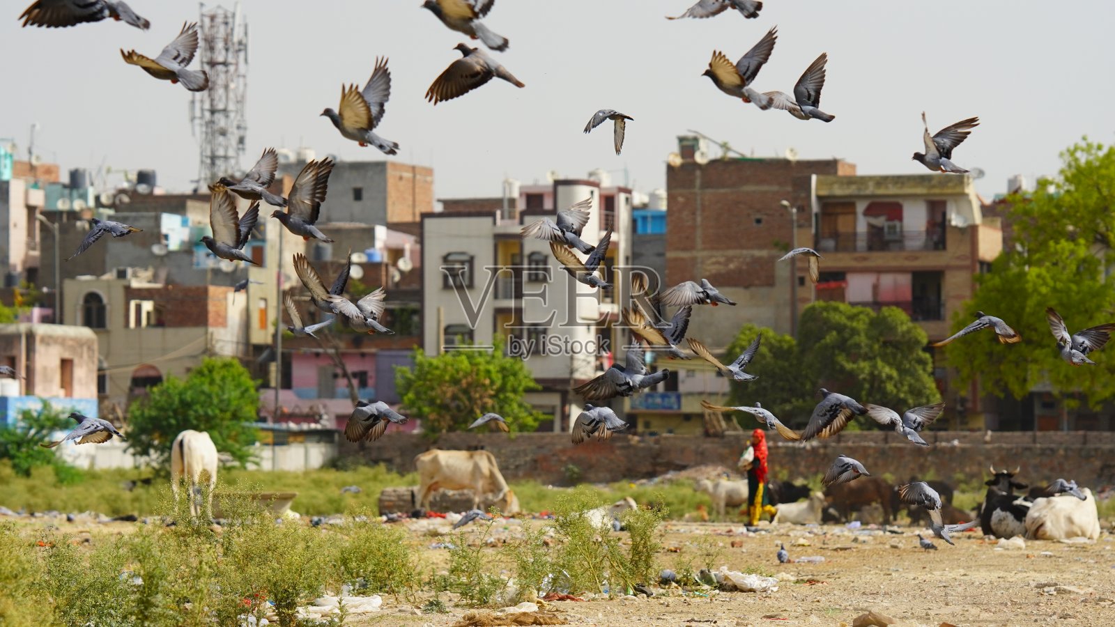 鸽子在公园高清图像照片摄影图片