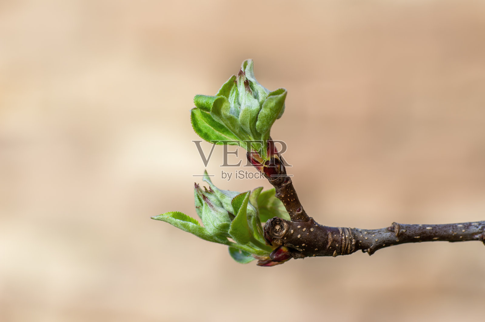 苹果枝上的新鲜嫩芽照片摄影图片