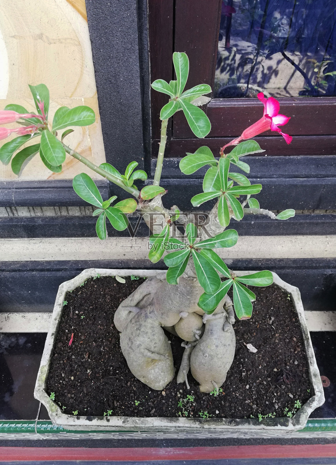 带红花的腺花植物，新鲜生长在花盆中，放置在房子的露台上照片摄影图片