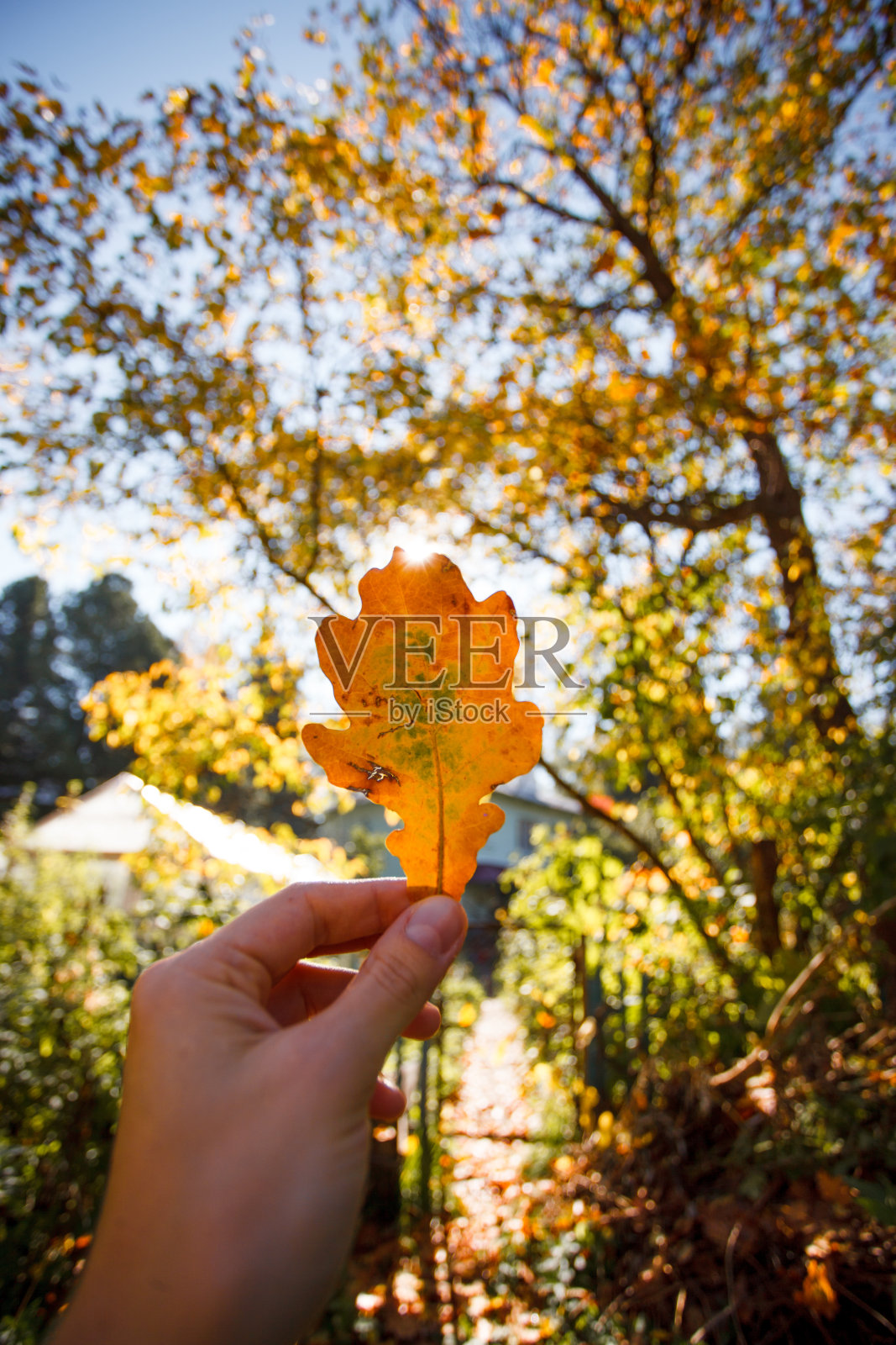 橡树叶在女手中，室外。秋天的芝麻概念，温暖的心情，美丽的自然回忆和灵感，自然爱好者背景的社交媒体博客照片摄影图片
