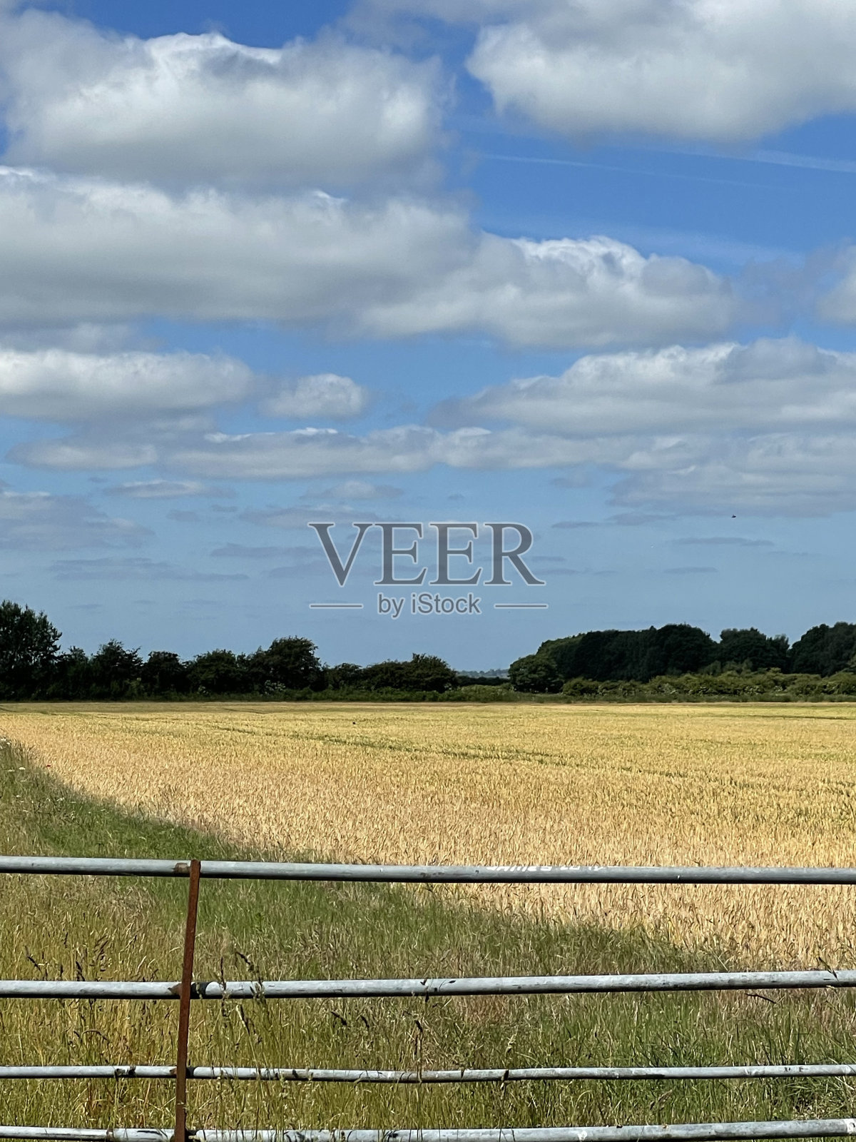 黄金填充字段照片摄影图片