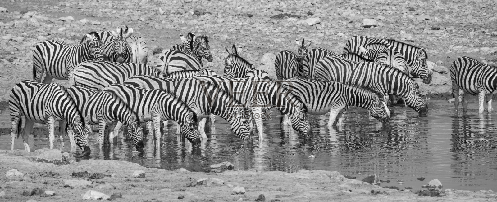 波切尔斑马酒吧照片摄影图片