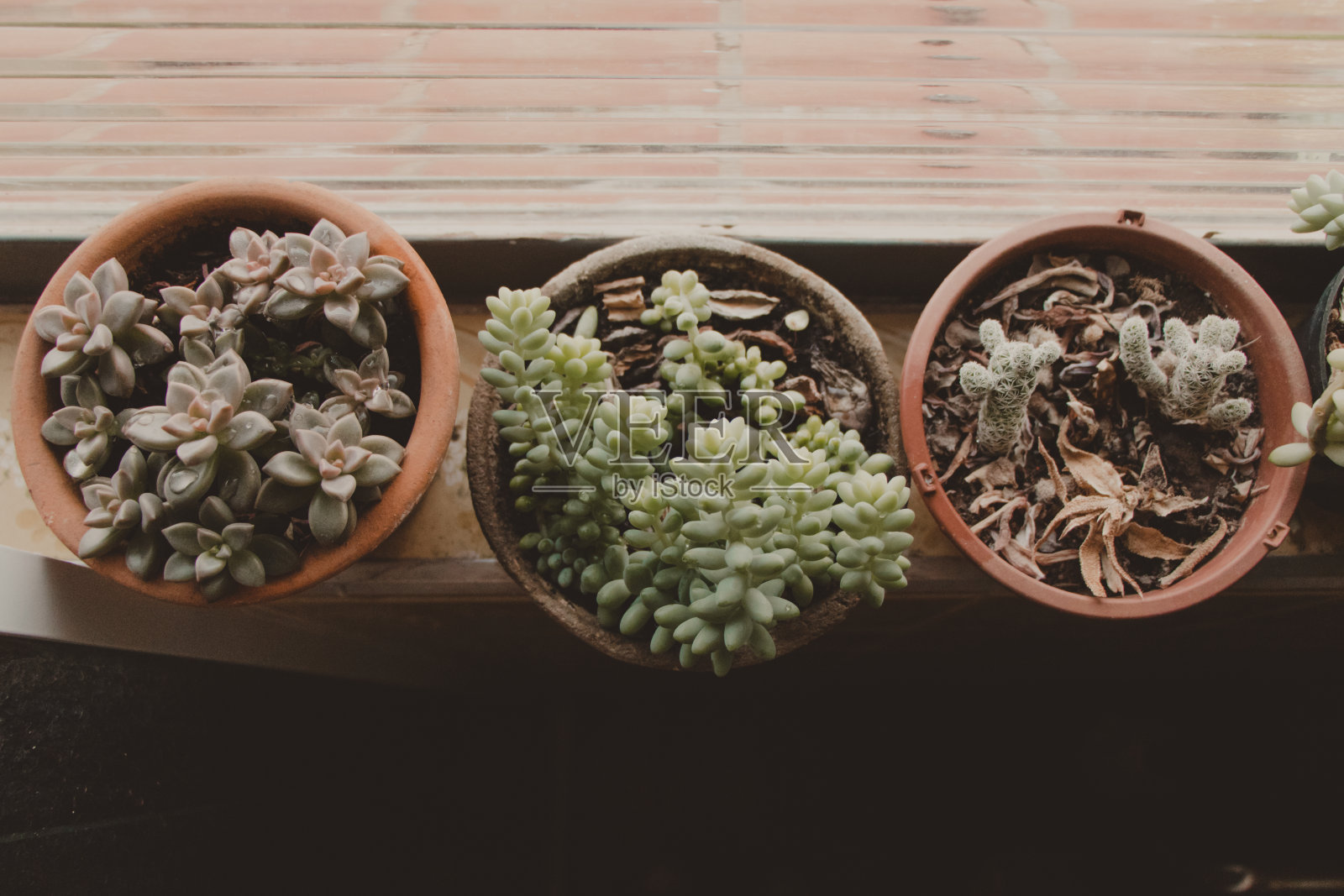 三个多肉植物花瓶照片摄影图片