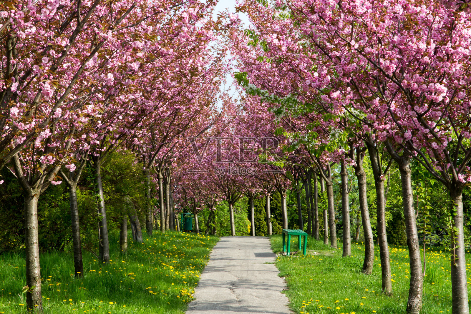 公园里有杏树和粉红色的花，围绕着圣母玛利亚诞生的圣所，地点是Chełm，照片摄影图片
