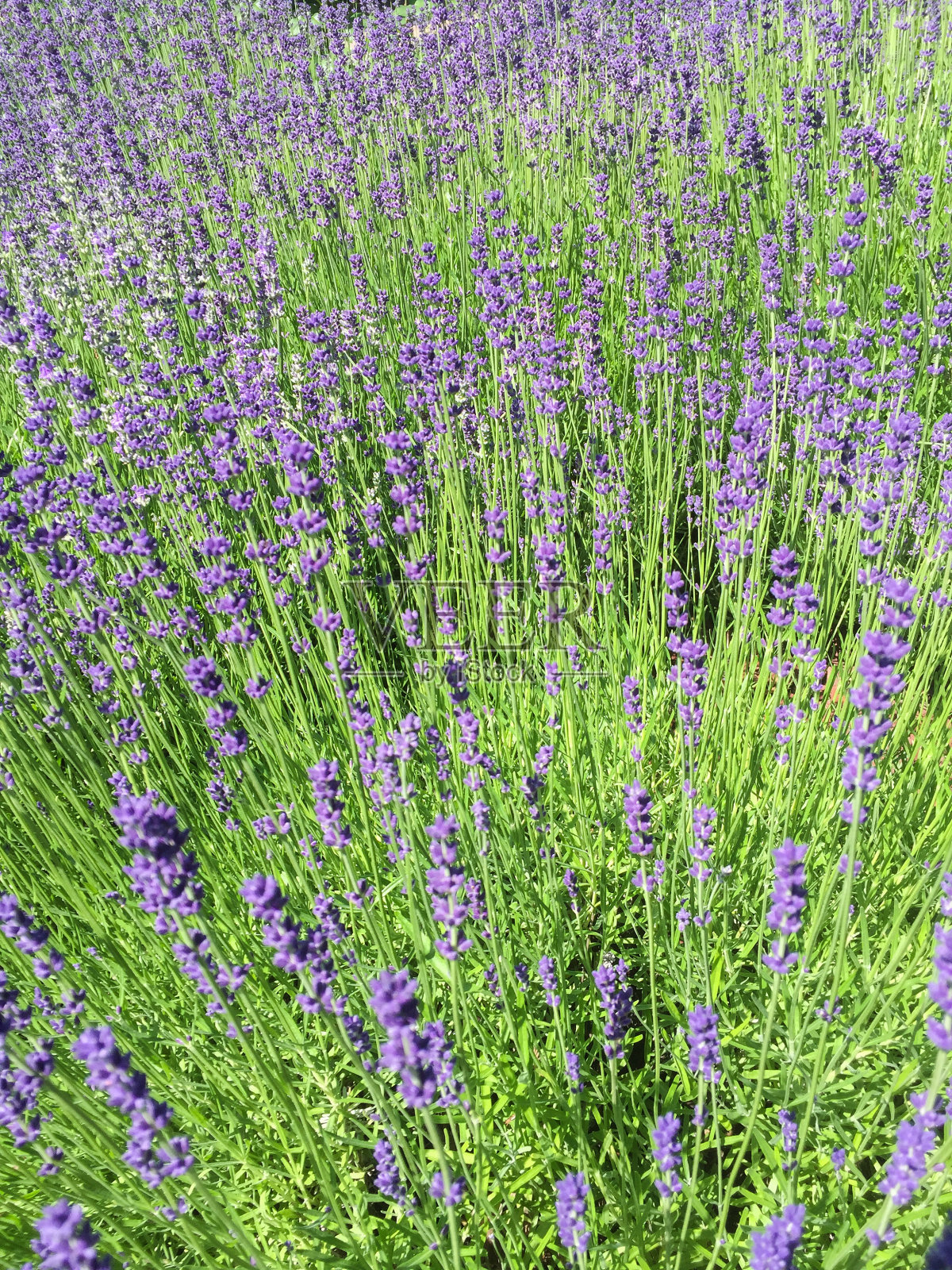 花园里盛开的薰衣草。特写镜头。自然背景。照片摄影图片