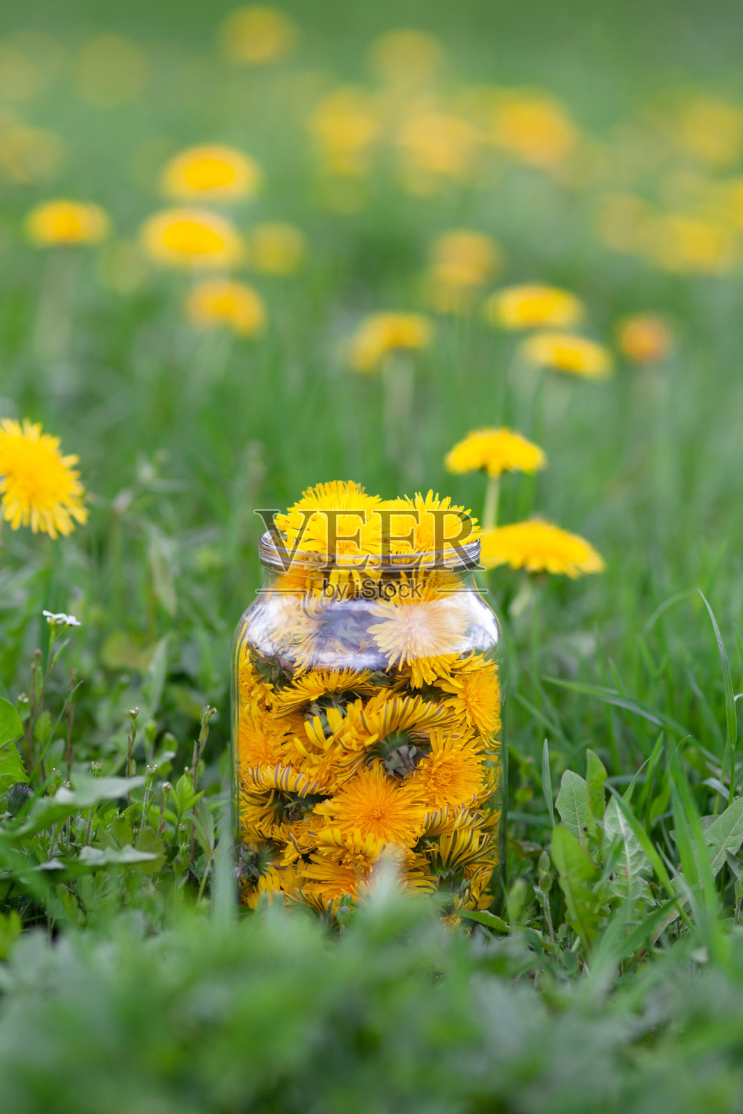 可食用的野花，黄色的蒲公英放在玻璃罐里。照片摄影图片