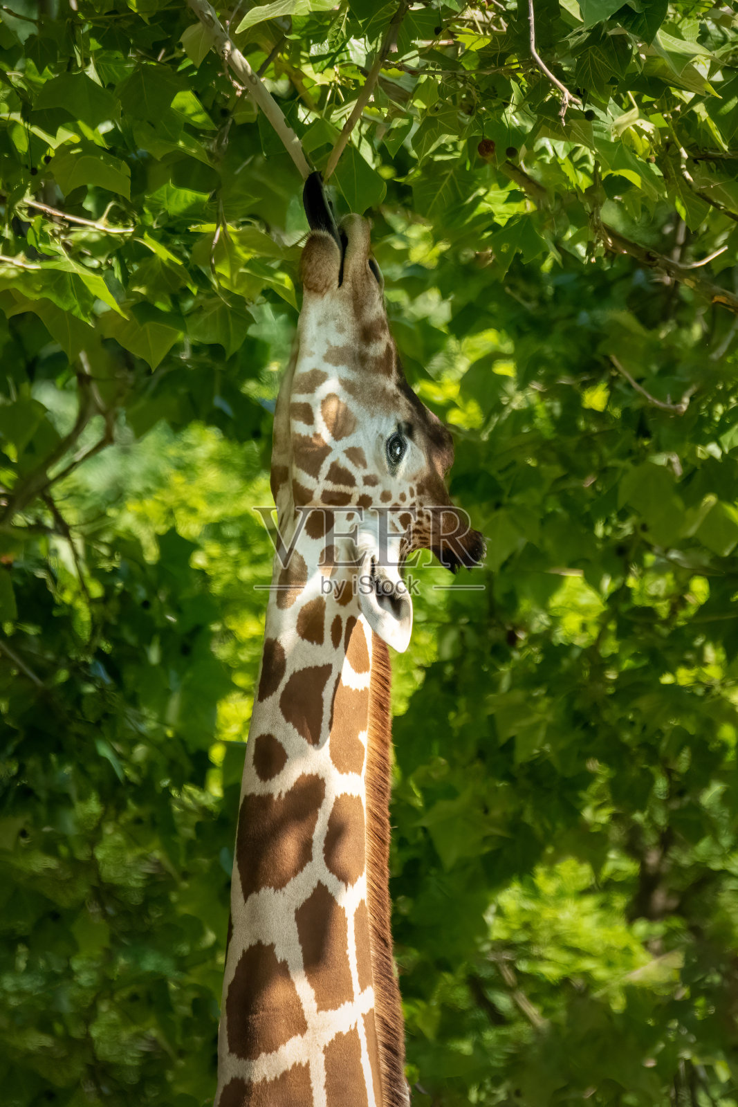 长颈鹿伸手去抓树照片摄影图片