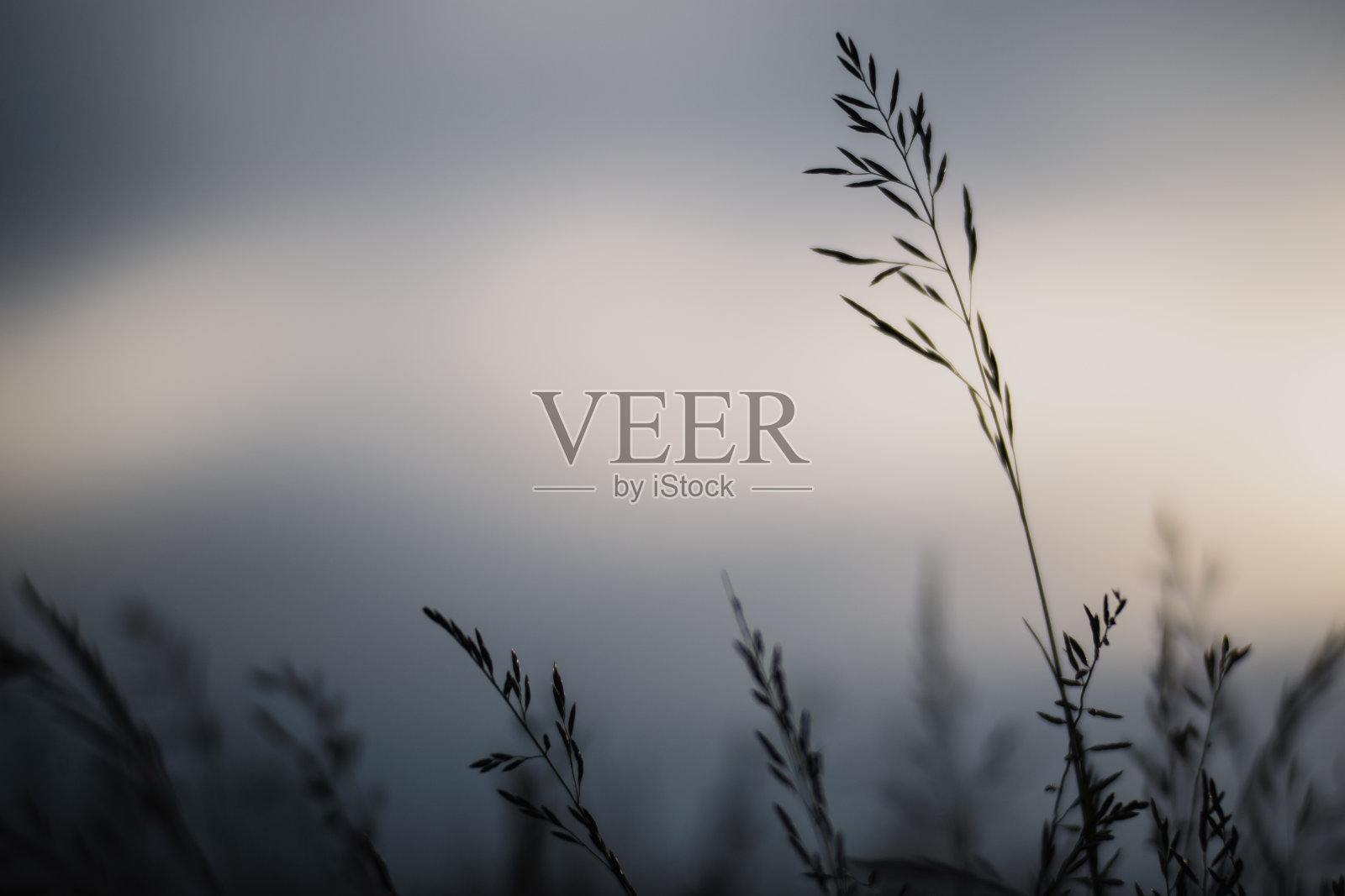 自然强烈的绿色草叶模糊的背景接近。阳光明媚的早晨，新鲜的草地。本空间照片摄影图片