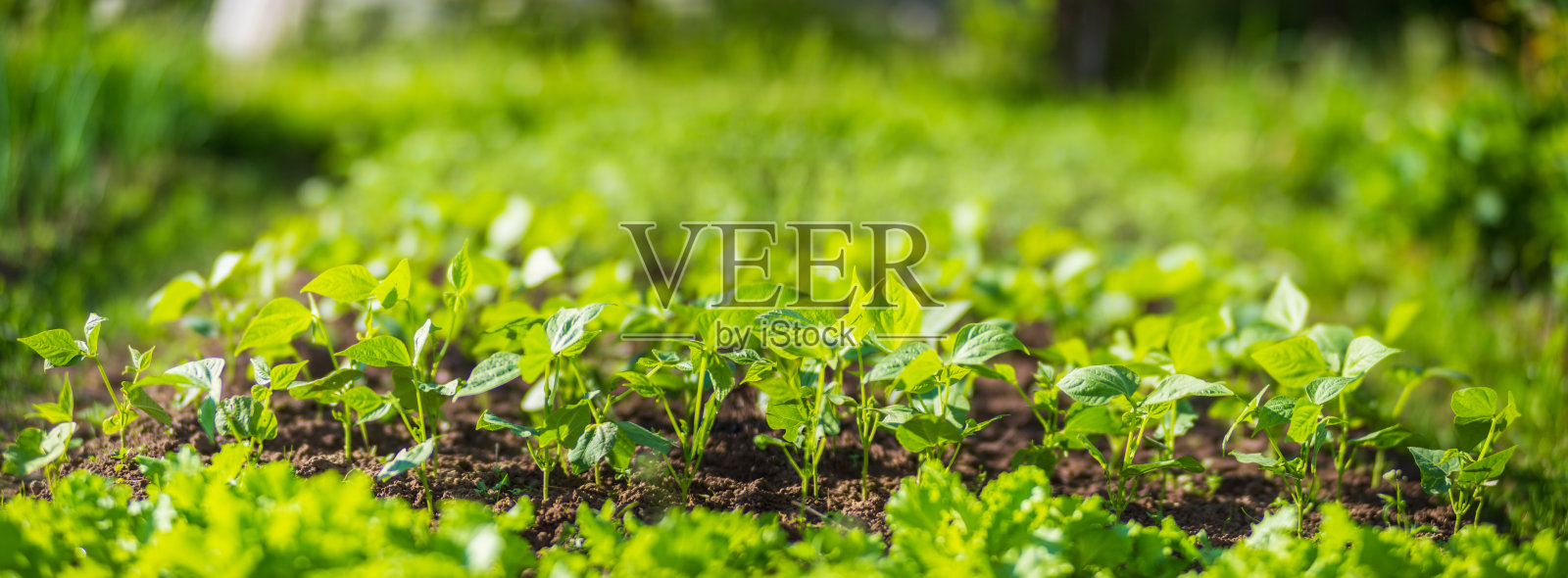 阳光下的莴苣作物。耕地特写与芽。花园里种植的农业植物。绿色天然粮食作物照片摄影图片