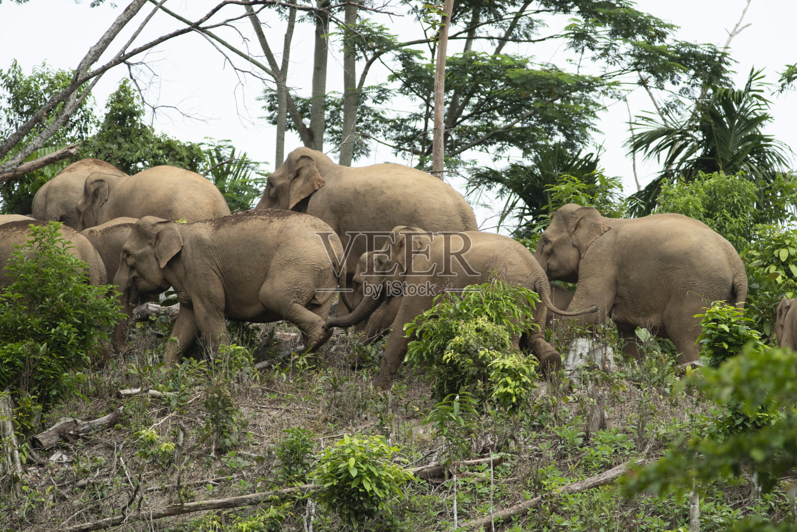 苏门答腊野象群照片摄影图片