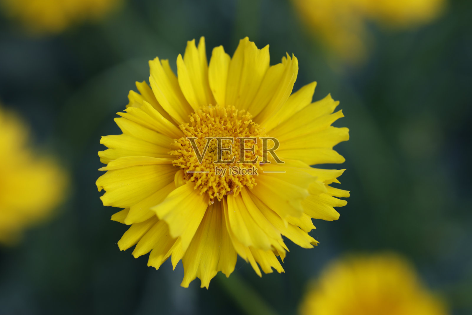 披针叶的波斯菊花照片摄影图片