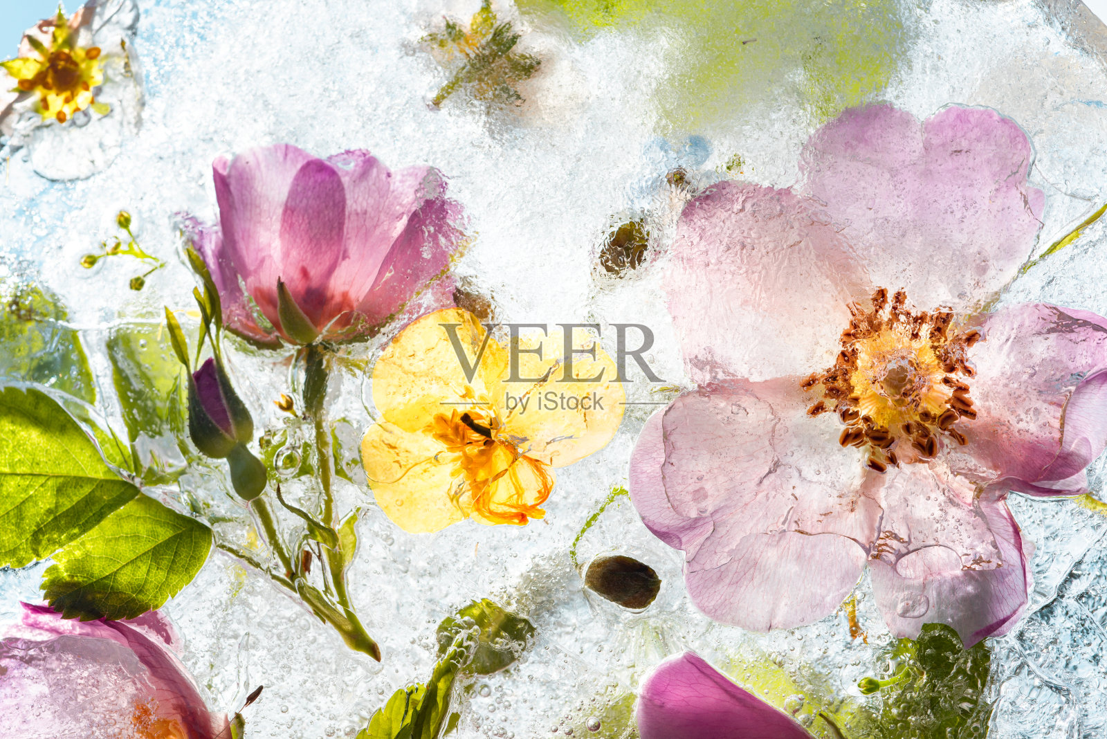 冰冻的五彩花的抽象背景照片摄影图片