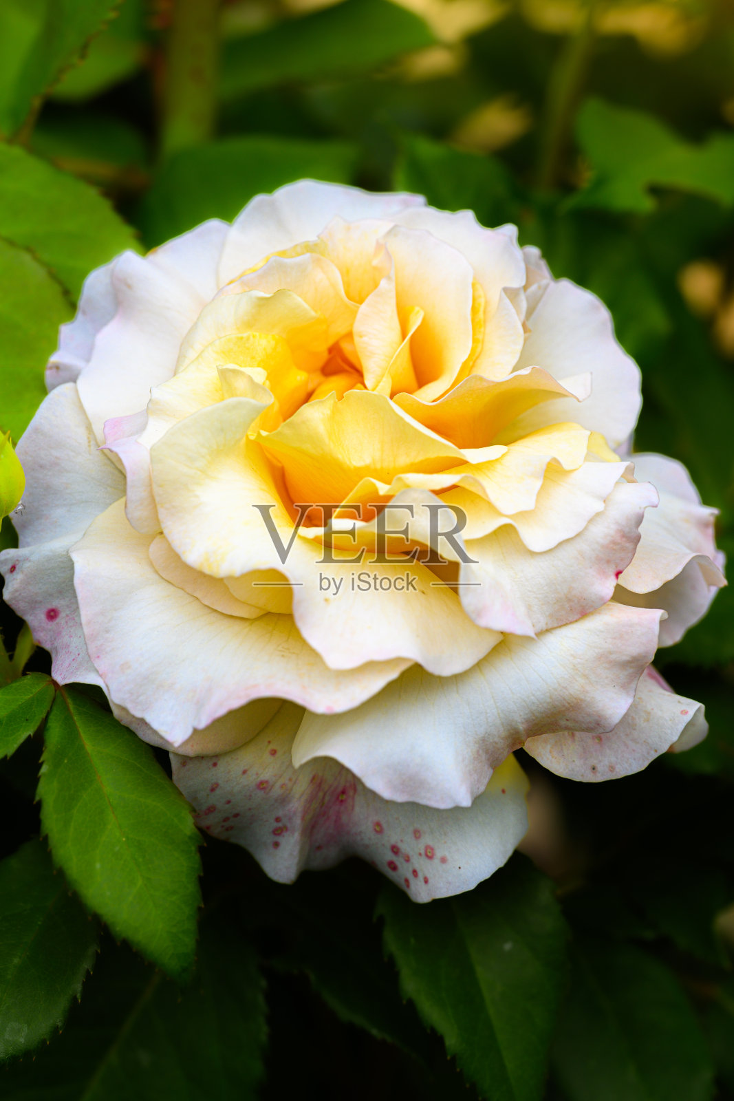 美丽的花朵照片摄影图片