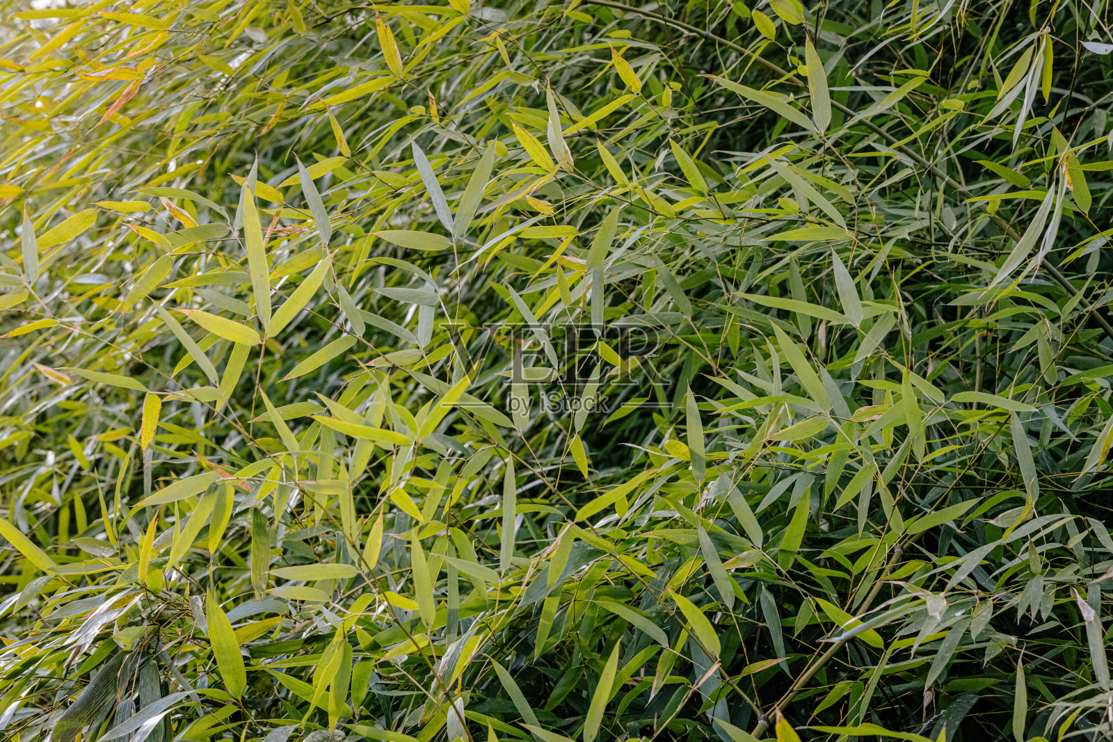 竹子的绿叶照片摄影图片