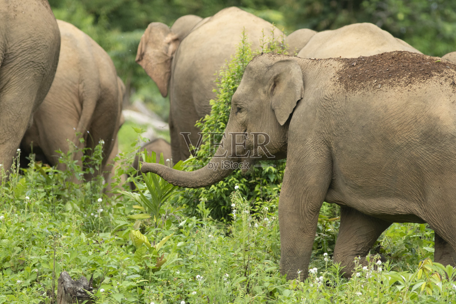 苏门答腊野象群照片摄影图片