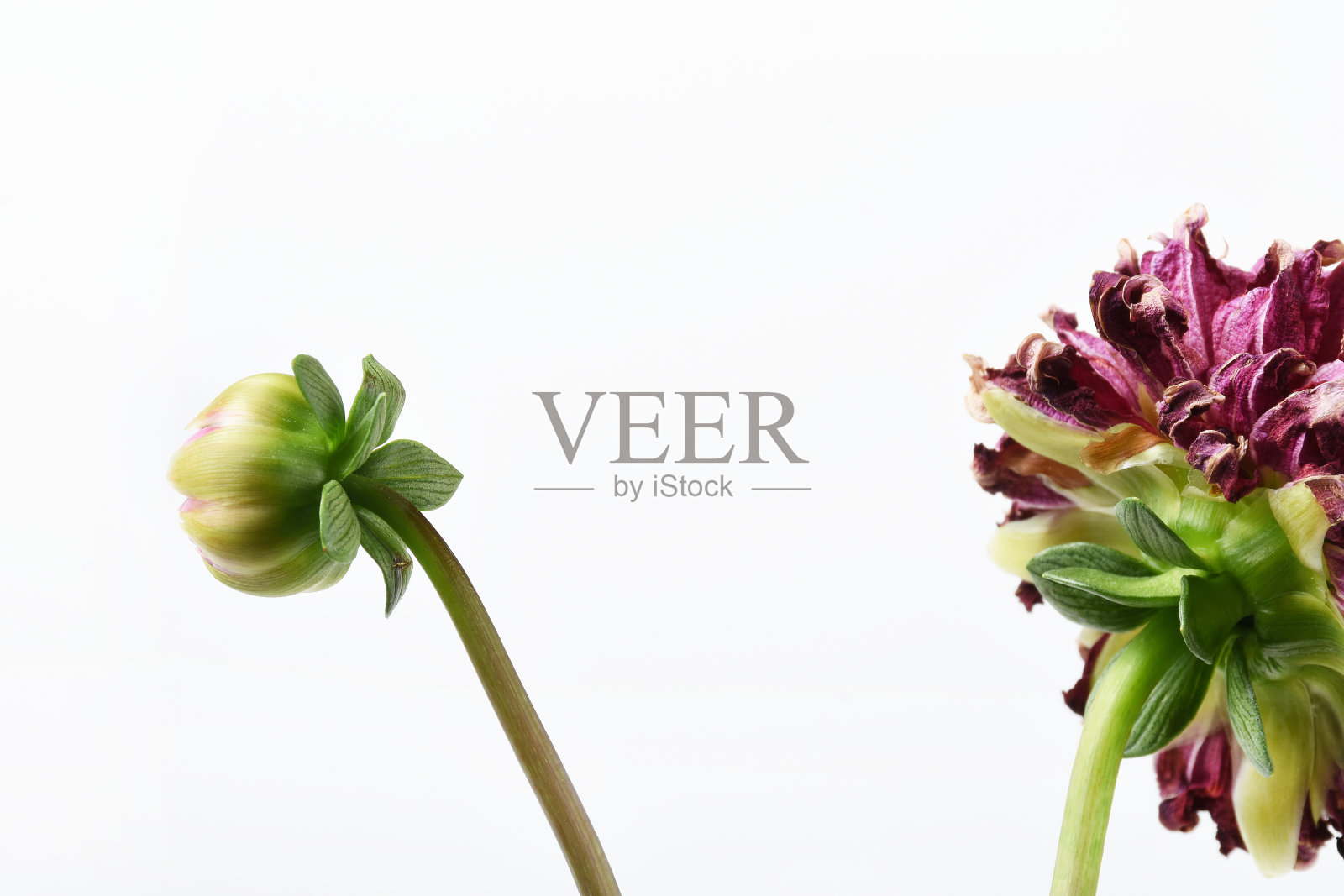 大丽花、花蕾和凋谢的大丽花照片摄影图片