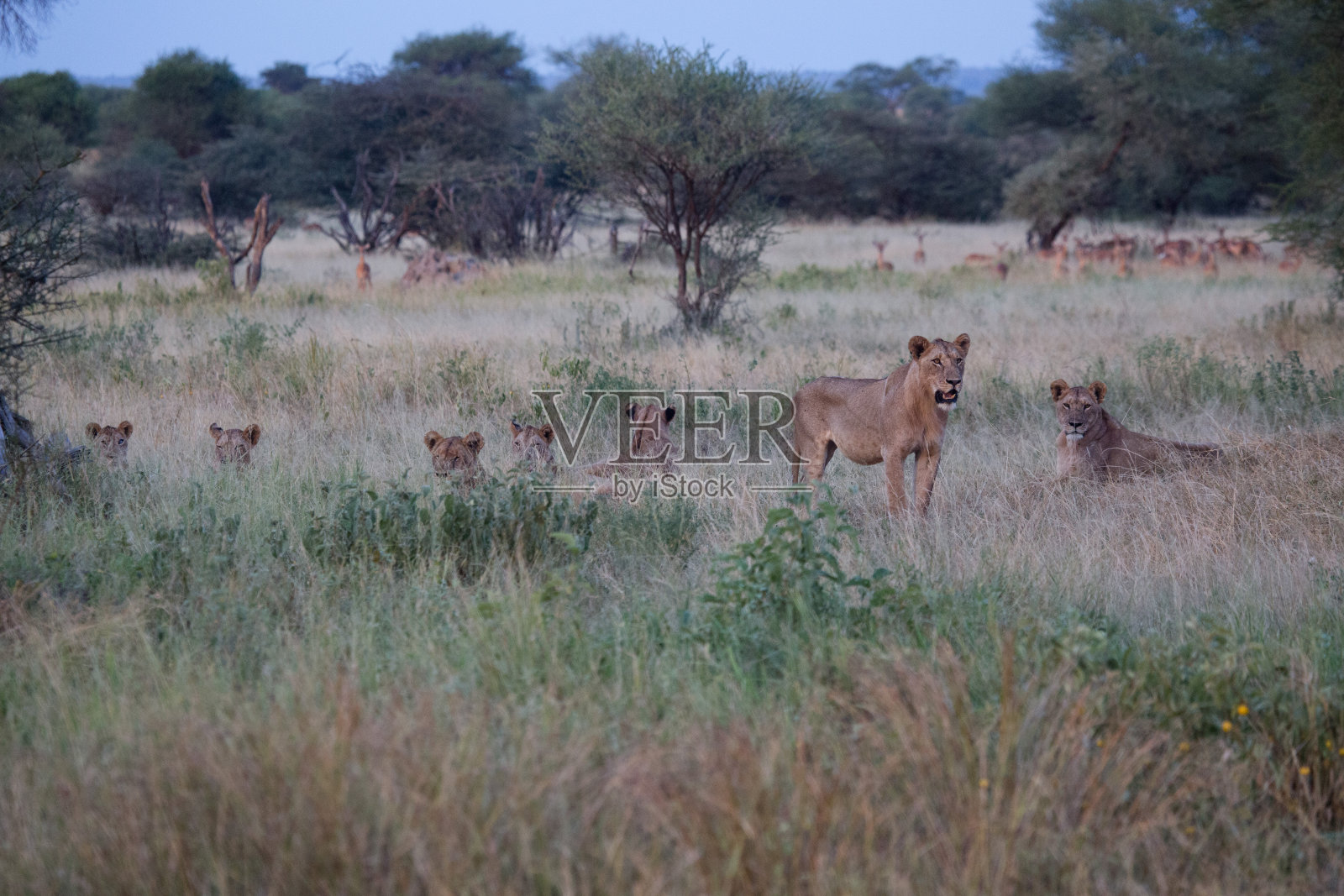 狮子的骄傲在羚羊的注视下照片摄影图片