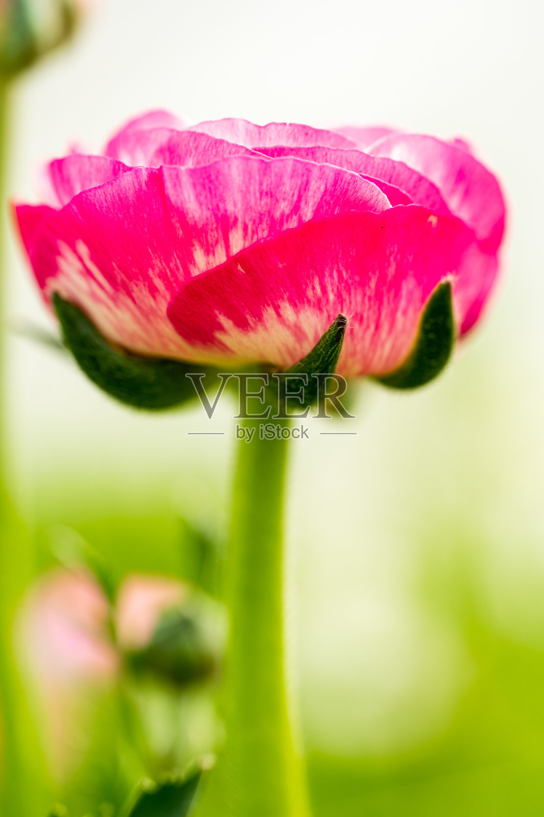 美丽的花朵照片摄影图片