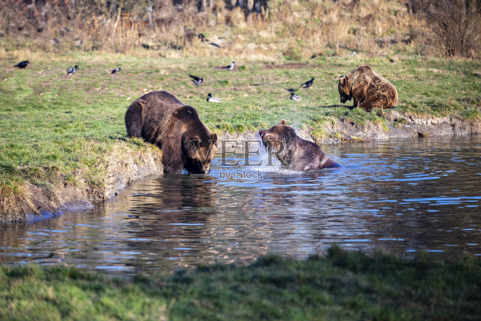 两个棕熊。照片摄影图片