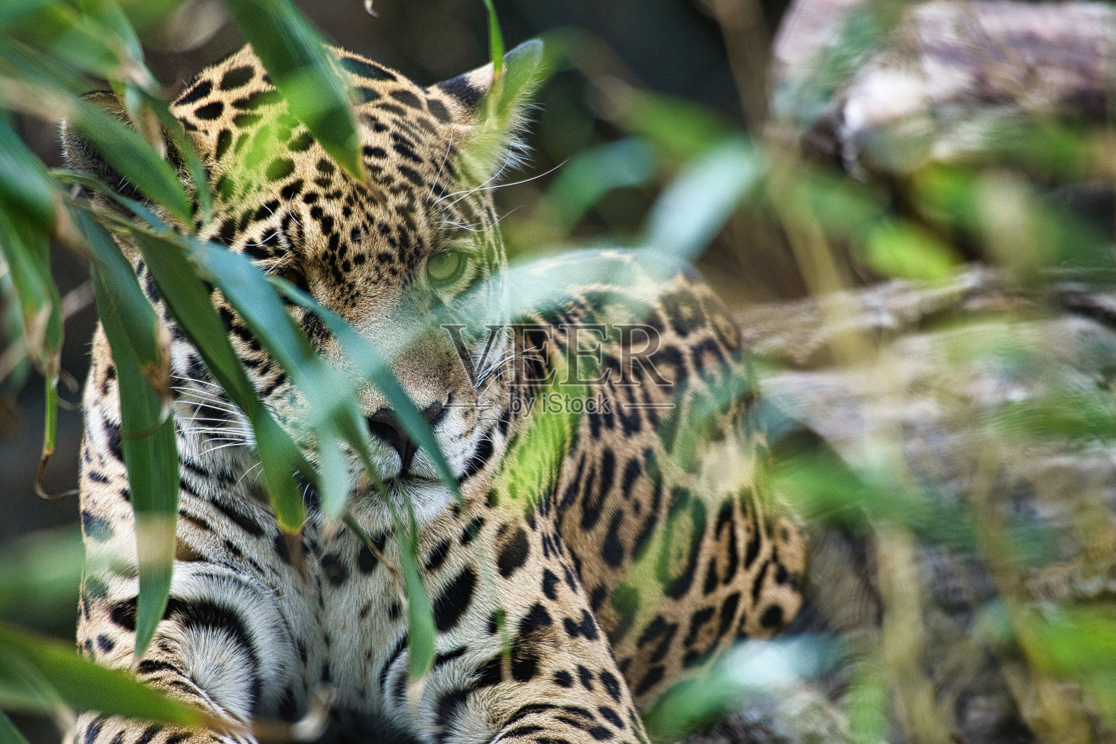 美洲虎躺在草地后面。斑点皮毛，伪装潜伏。大型猫科动物是掠食者。照片摄影图片