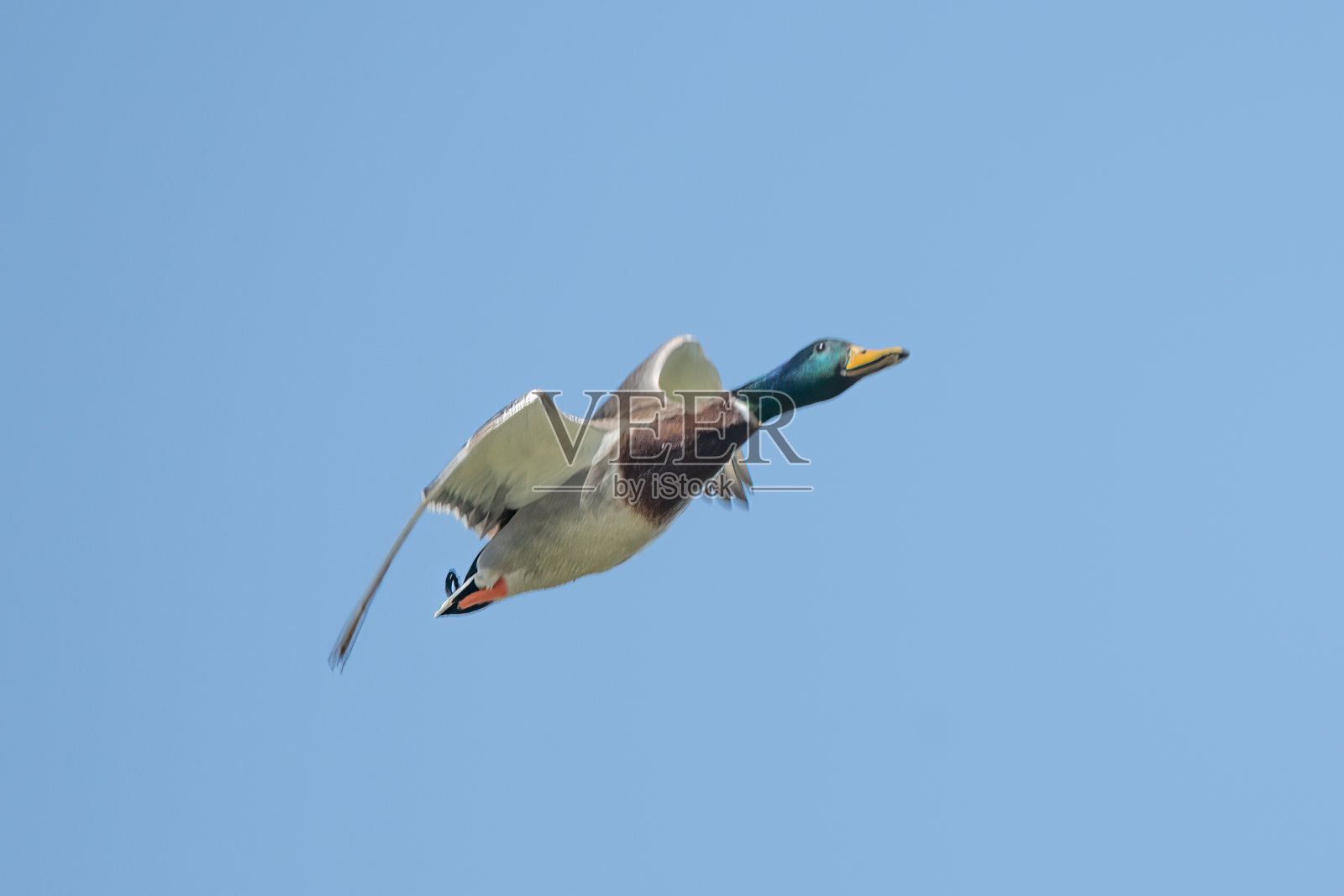 在科罗拉多飞行的野鸭照片摄影图片