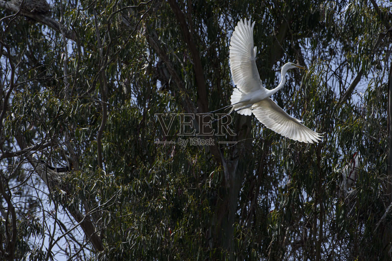 在埃尔克霍恩沼泽筑巢区飞行中的大白鹭照片摄影图片