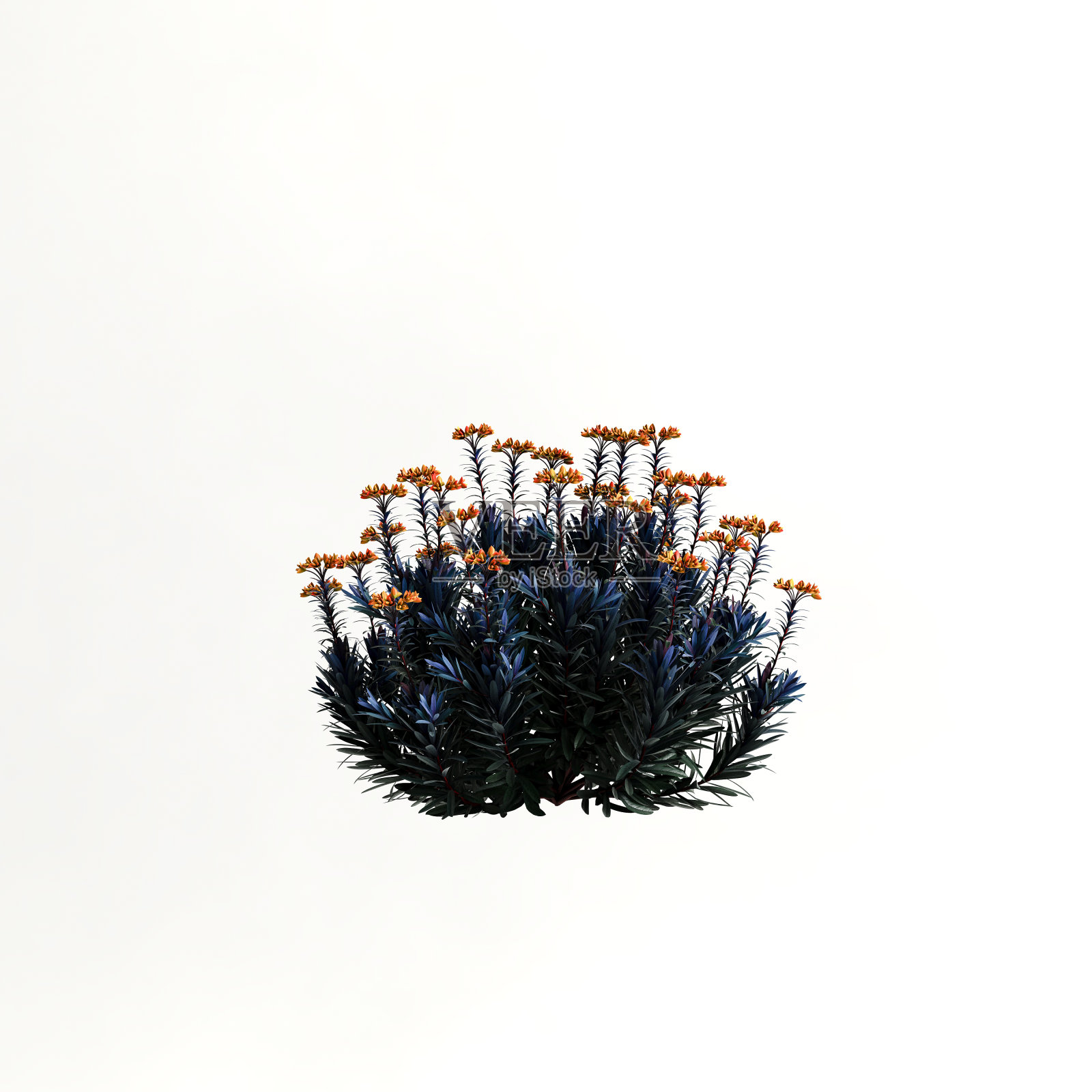 3d插图灌木与花孤立在白色背景照片摄影图片