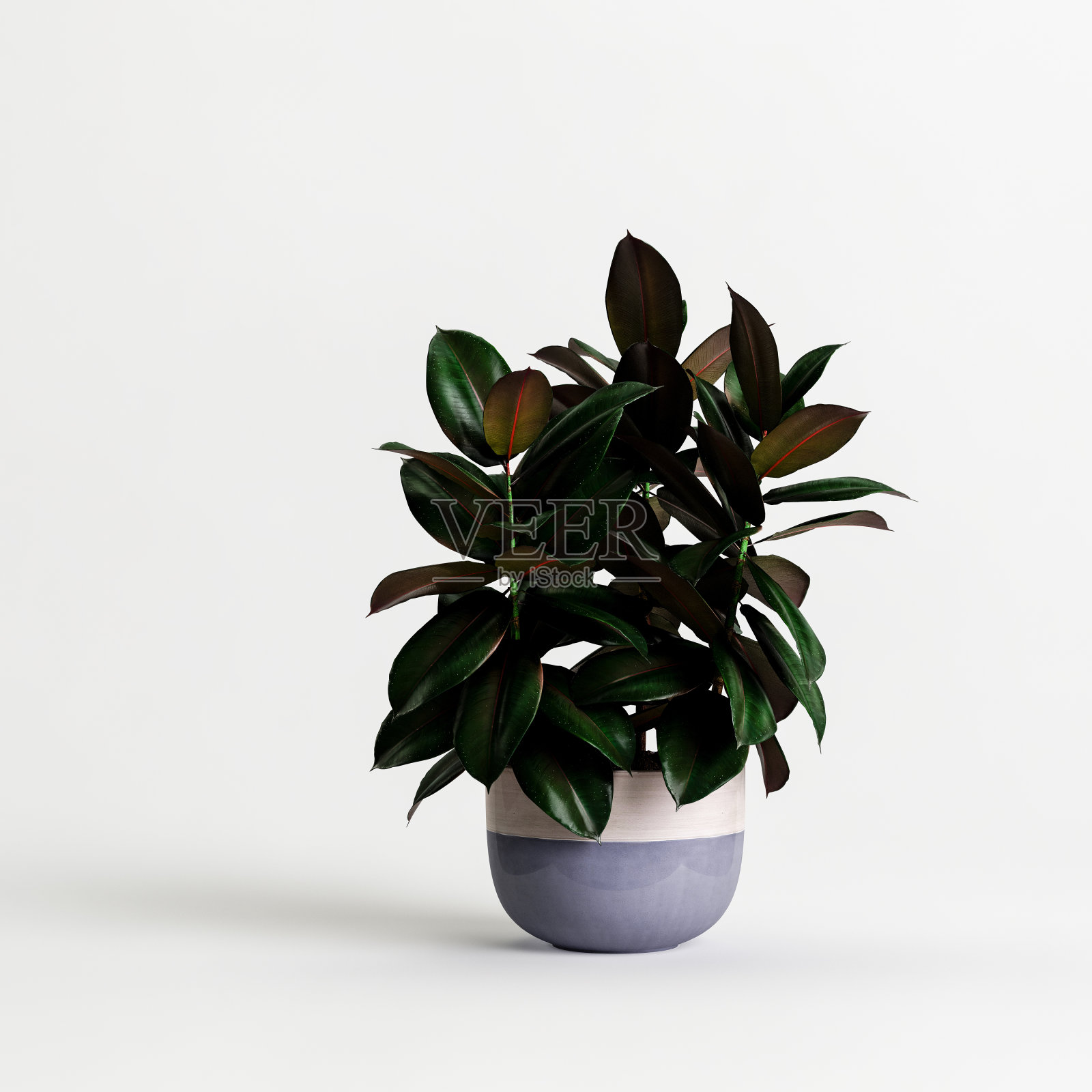 室内盆栽孤立在白色背景的3d插图照片摄影图片