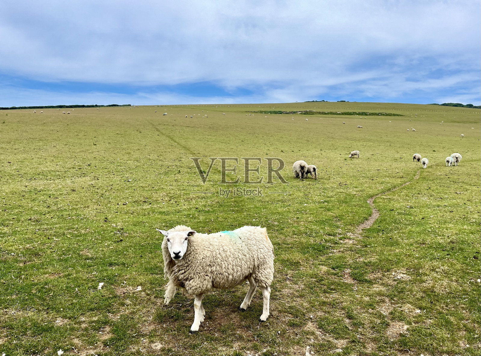 羊在农村照片摄影图片