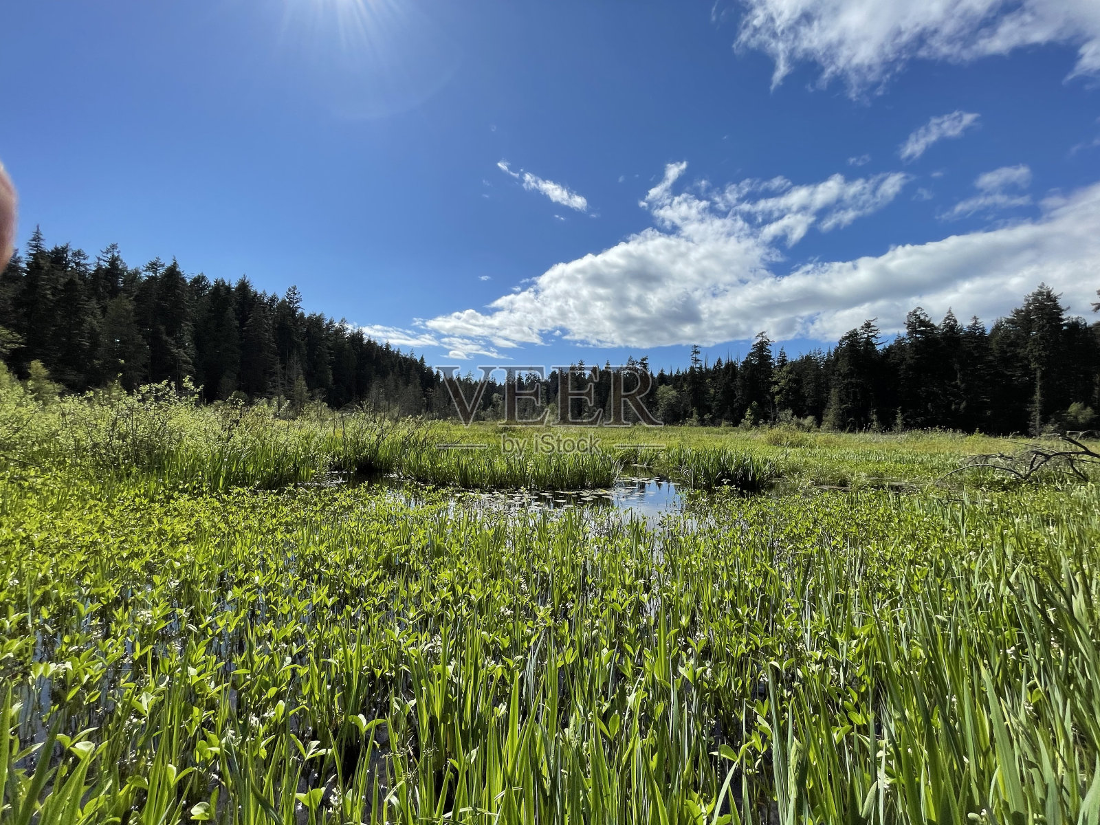 温哥华公园的湖景照片摄影图片